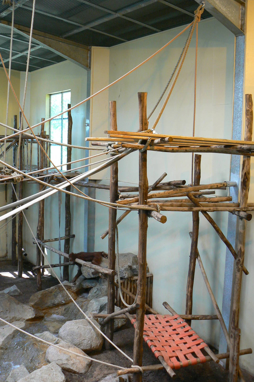 Orang-utan jungle - Main indoor enclosure