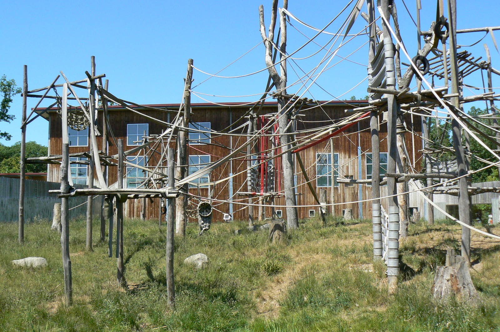 Orang-utan jungle - Outdoor enclosure