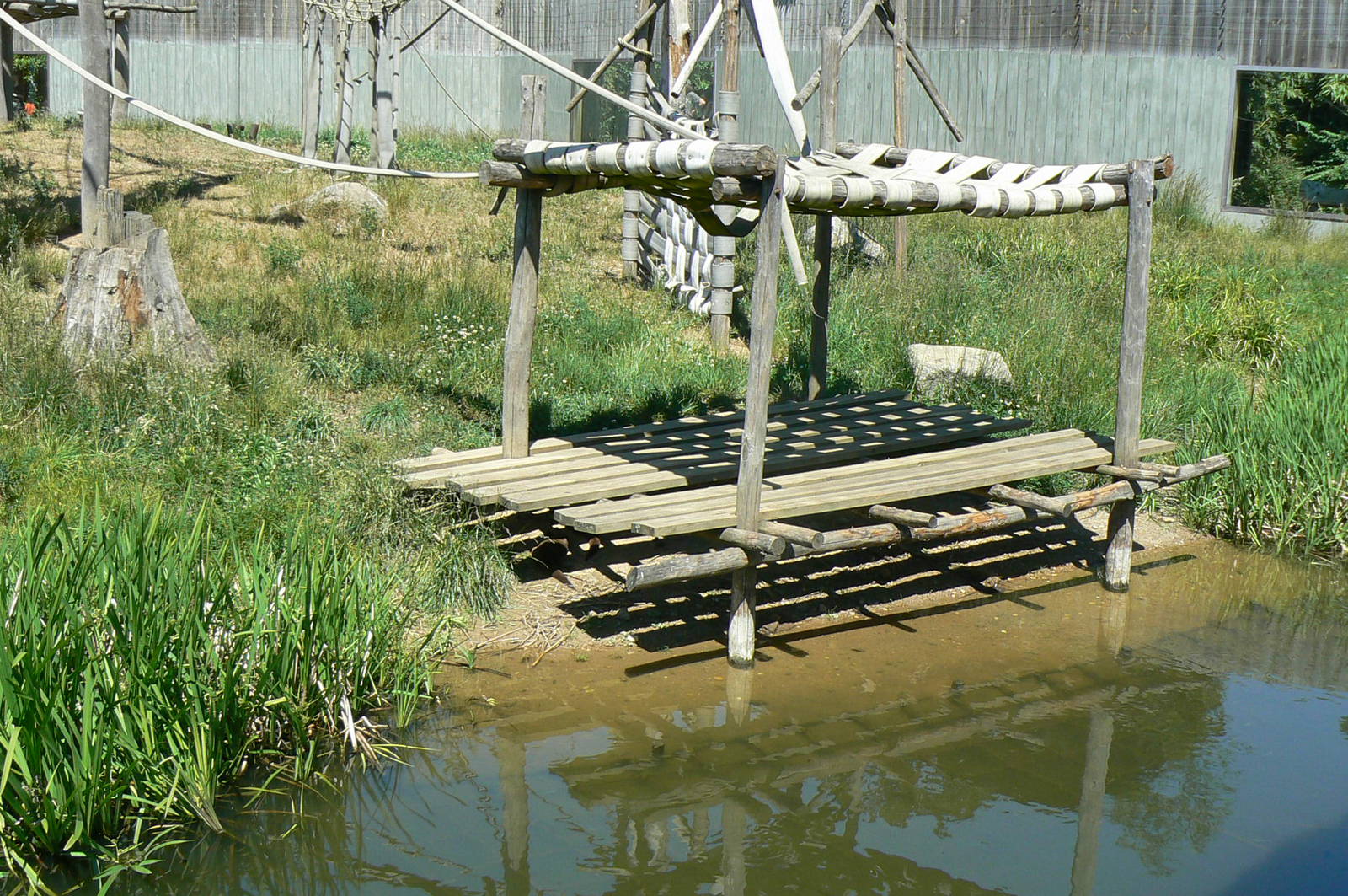 Orang-utan jungle - Outdoor enclosure