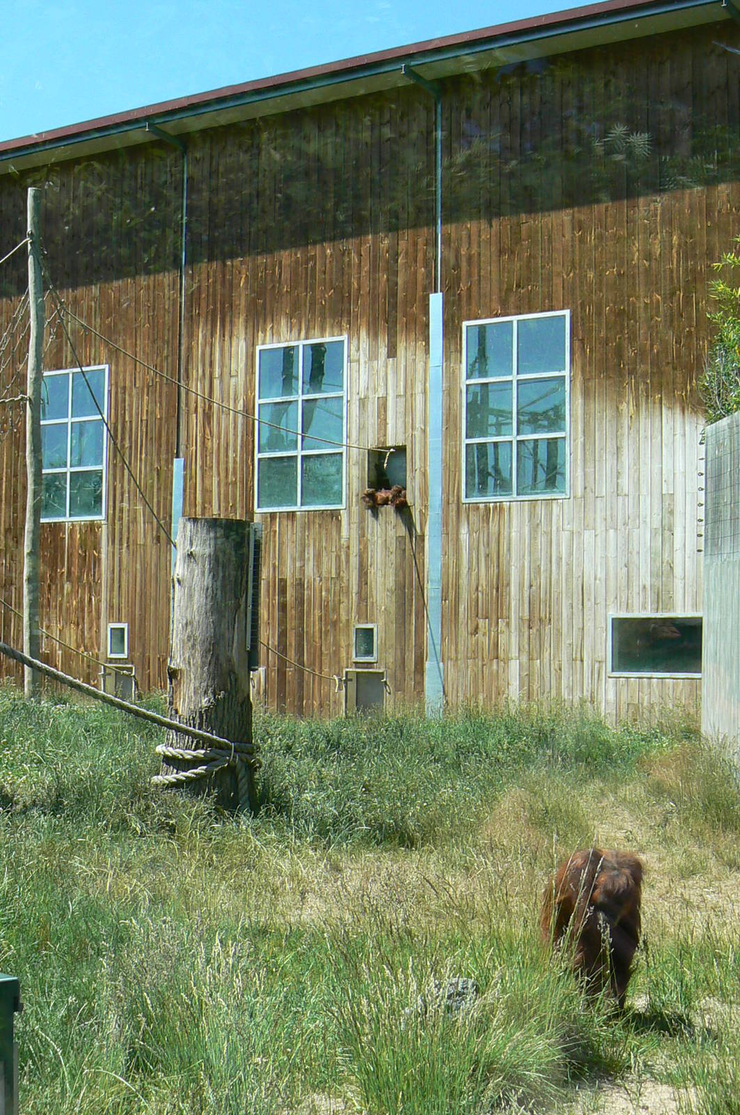 Orang-utan jungle - Outdoor enclosure
