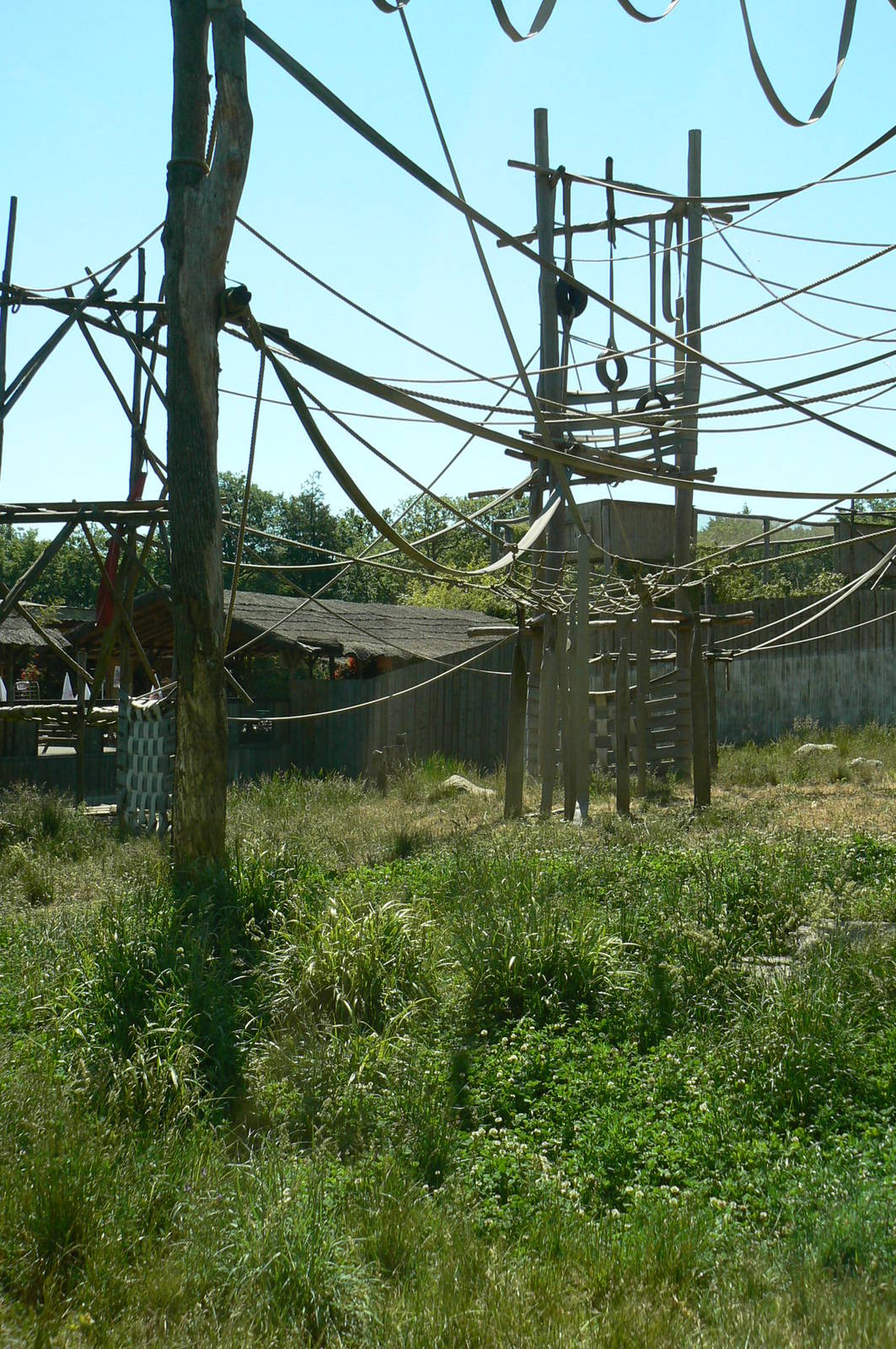 Orang-utan jungle - Outdoor enclosure