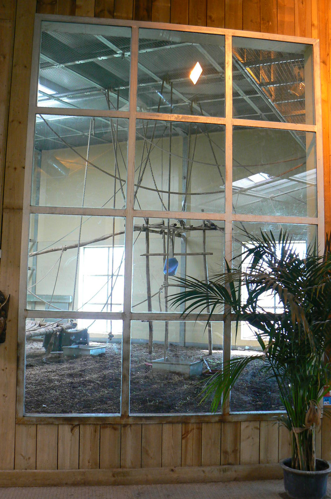 Orang-utan jungle - Second indoor enclosure