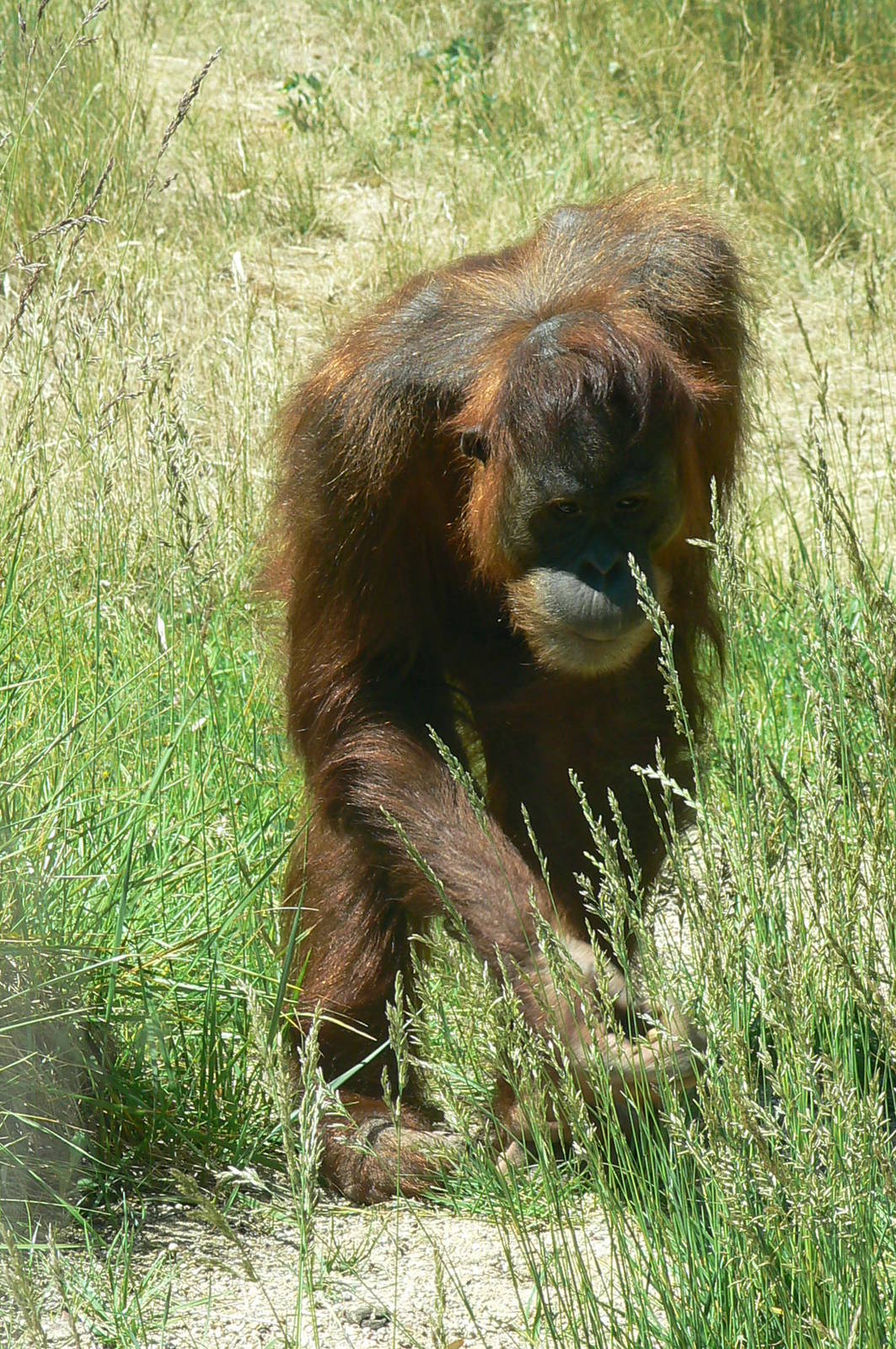 Orang-utan jungle - Sumatran orangutan