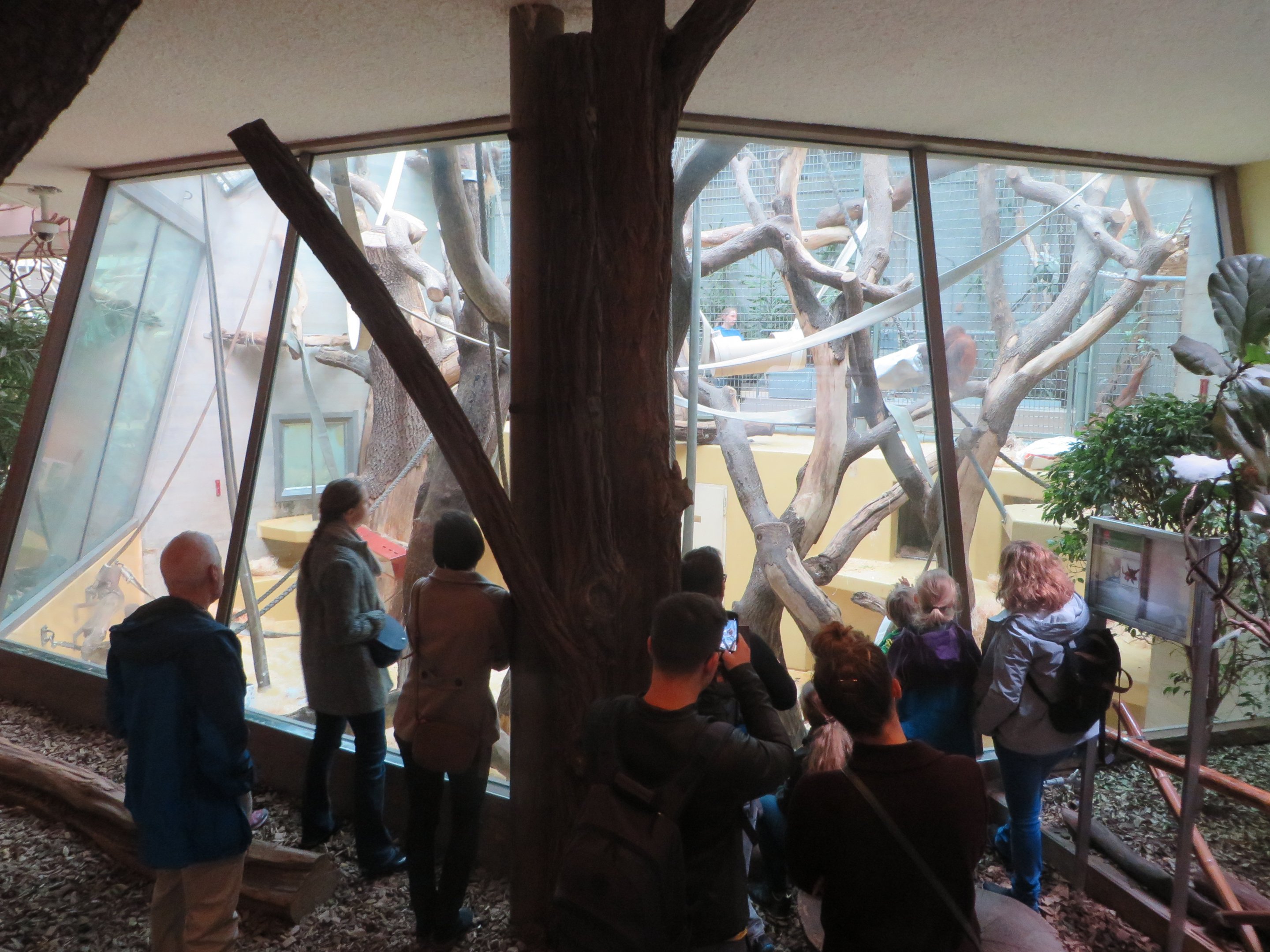 Orang utan larger indoor enclosure