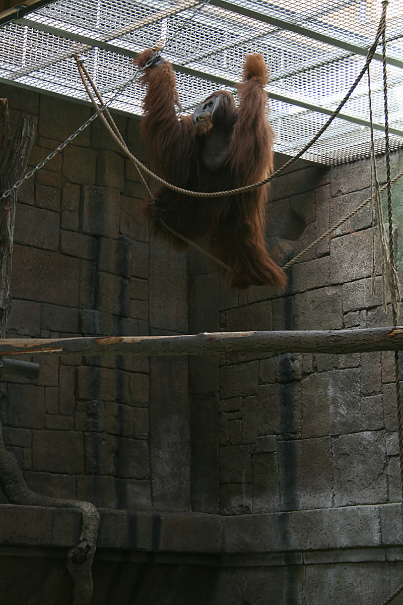 Orang-utan male - Furuvik