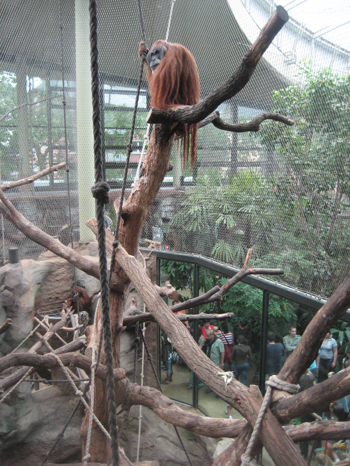 Orang-Utan male in the first Orang-Exhibit