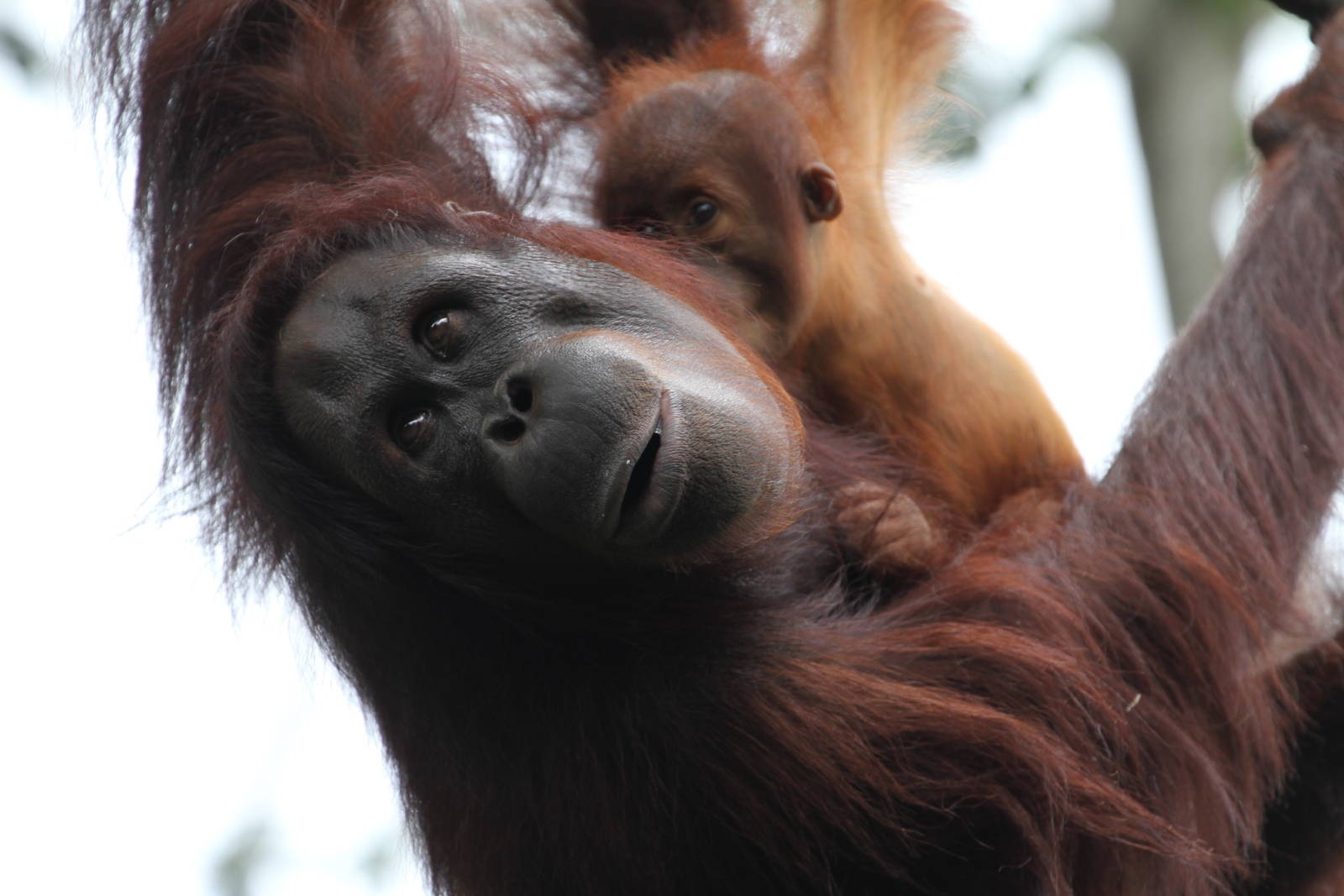 Orang-utan Mum and Babe