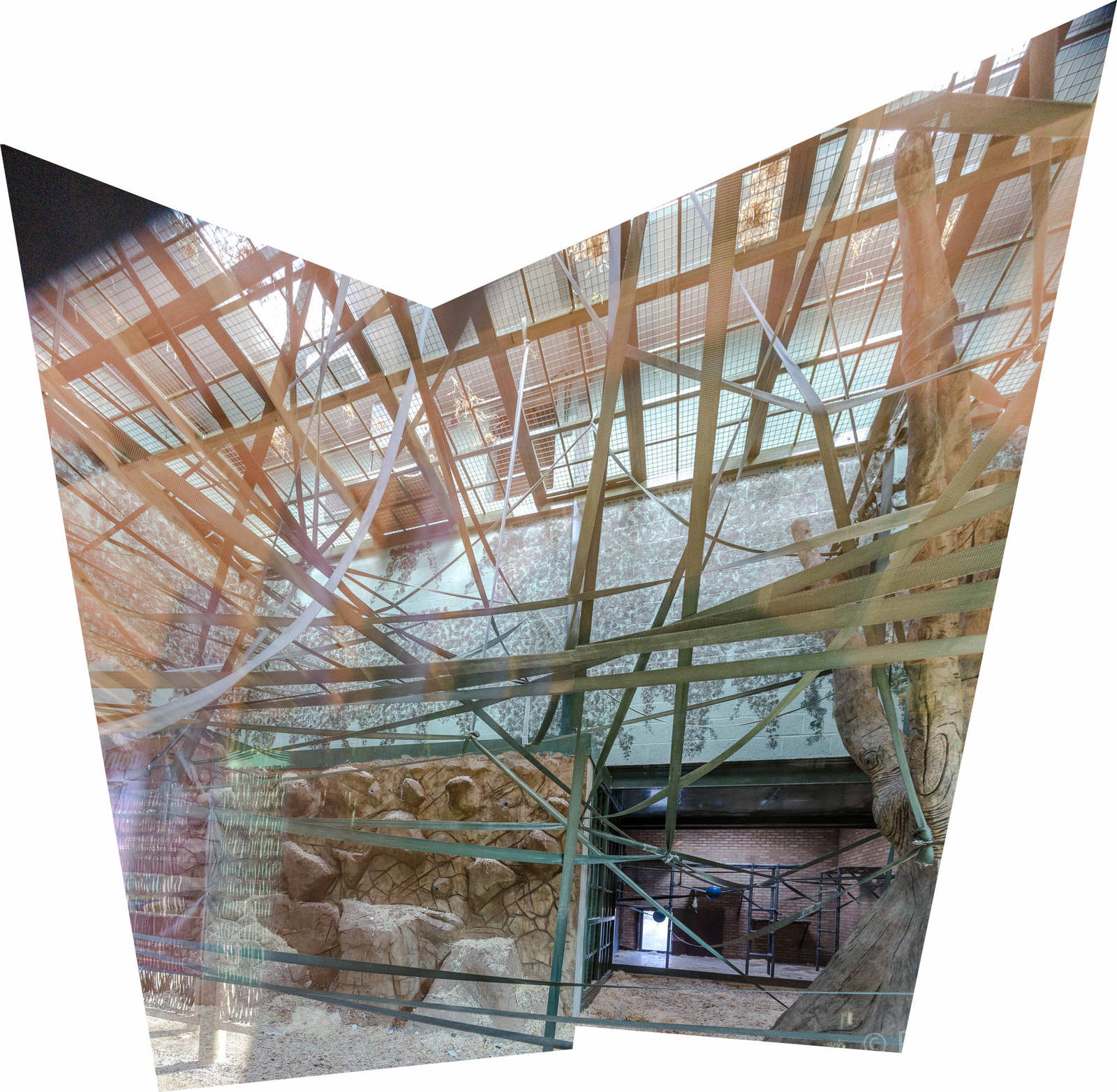 Orang-utan (new housing) : Twycross : 06 Sep 2015