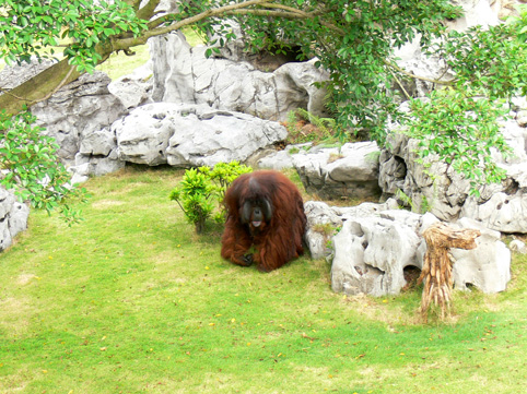 orang-utan of Nanning Zoo