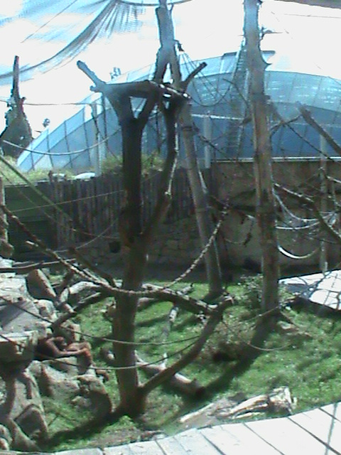 orang utan outdoor enclosure 140911