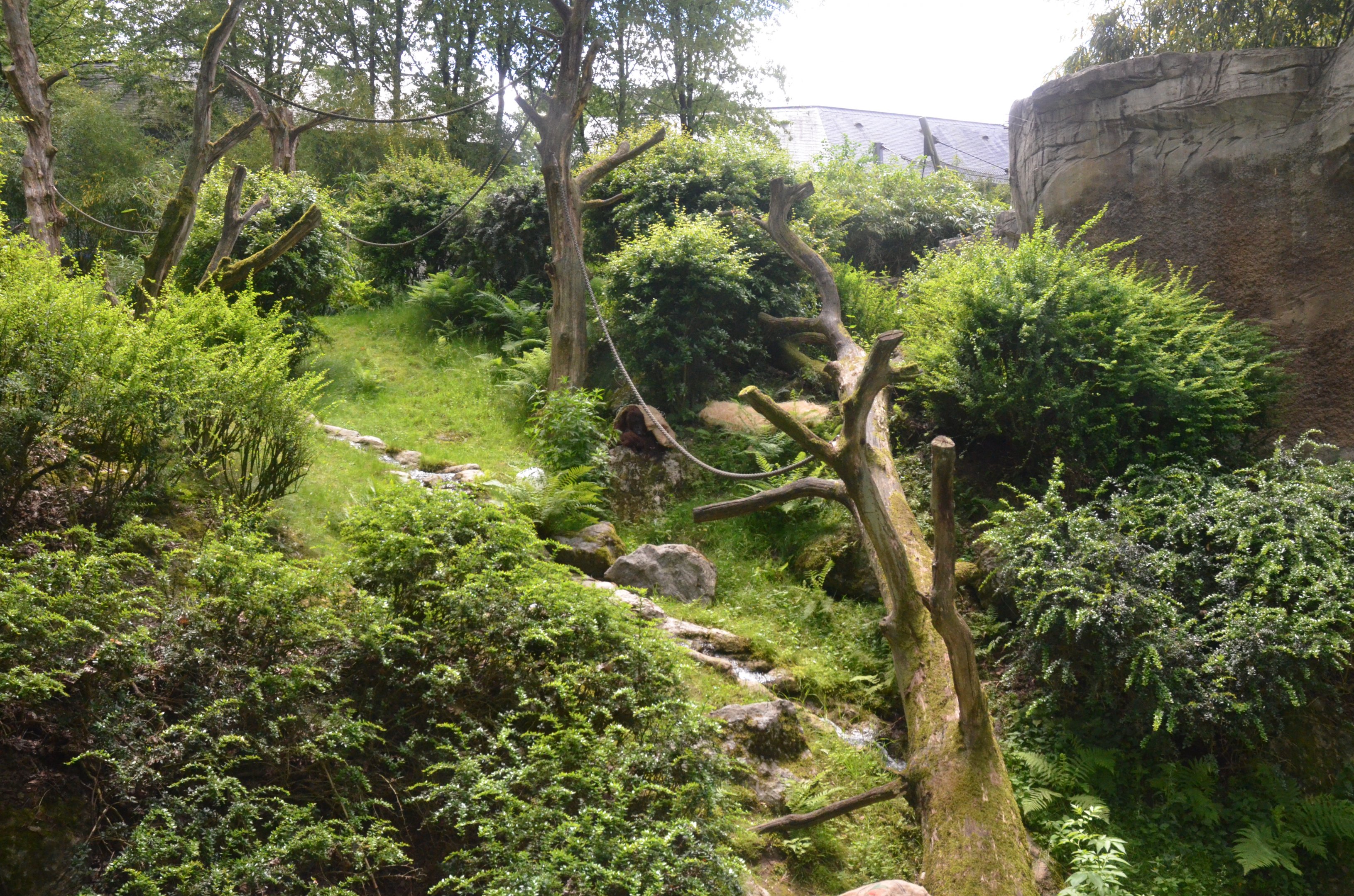 Orang-Utan Outdoor Enclosure at Wuppertal, 16/06/19