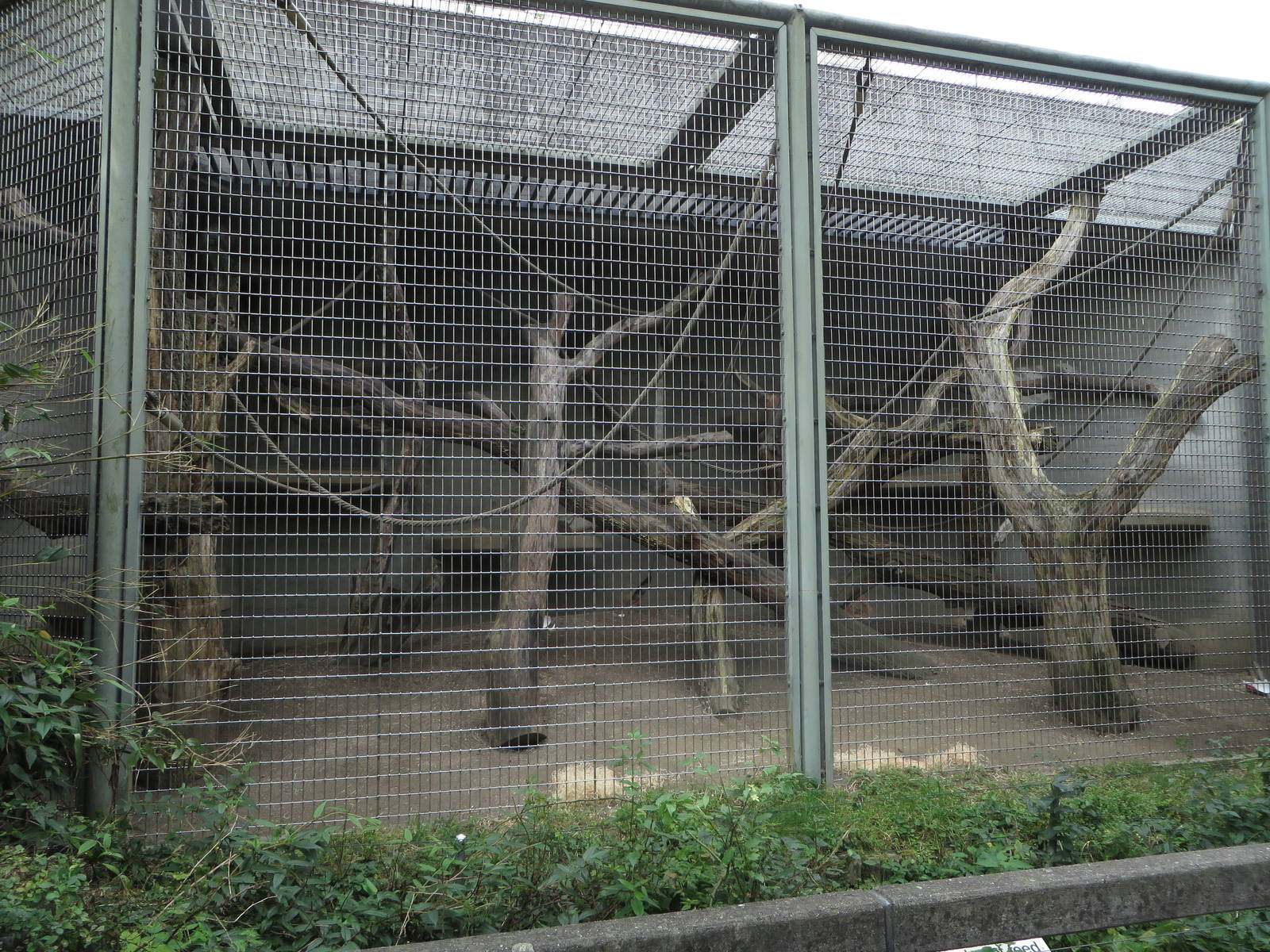 Orang utan outdoor enclosure