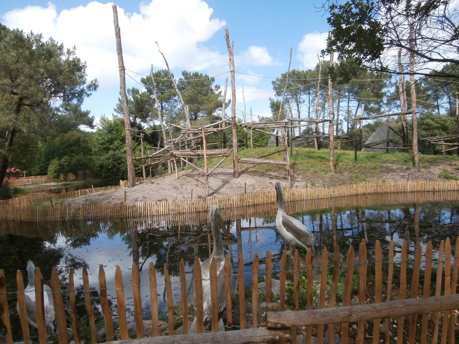 Orang-utan outdoor enclosure