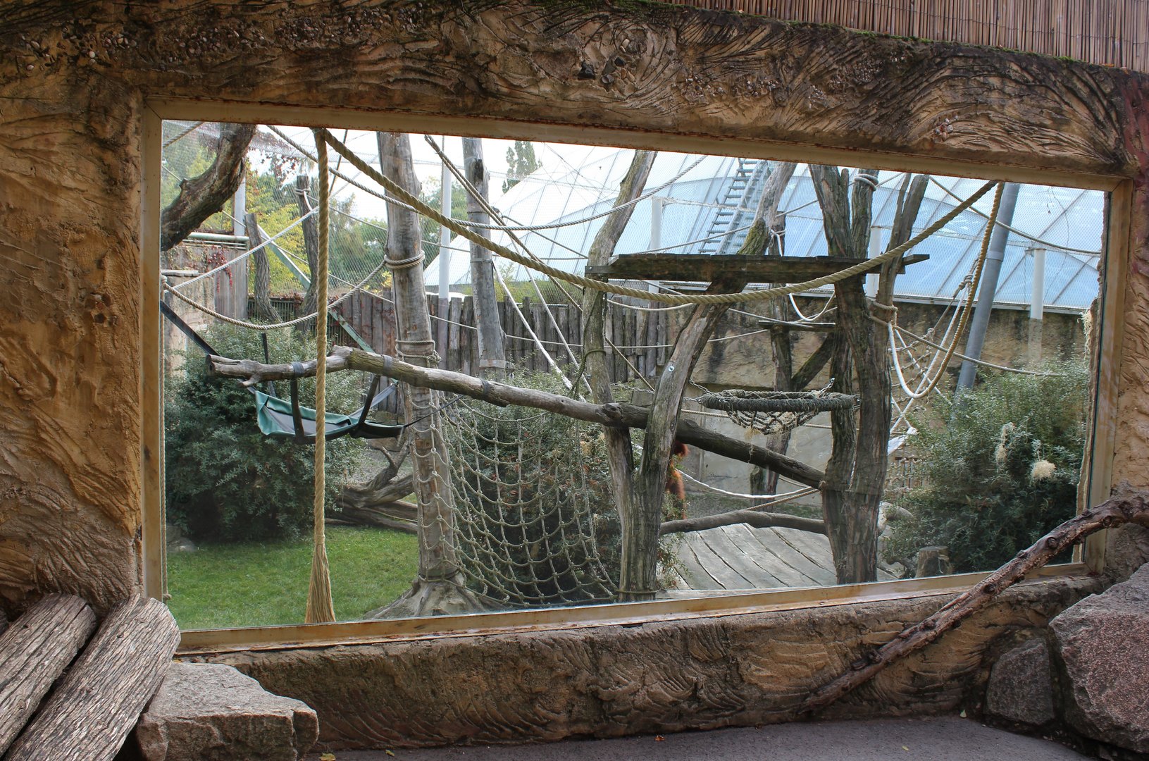 Orang utan outdoor-enclosure