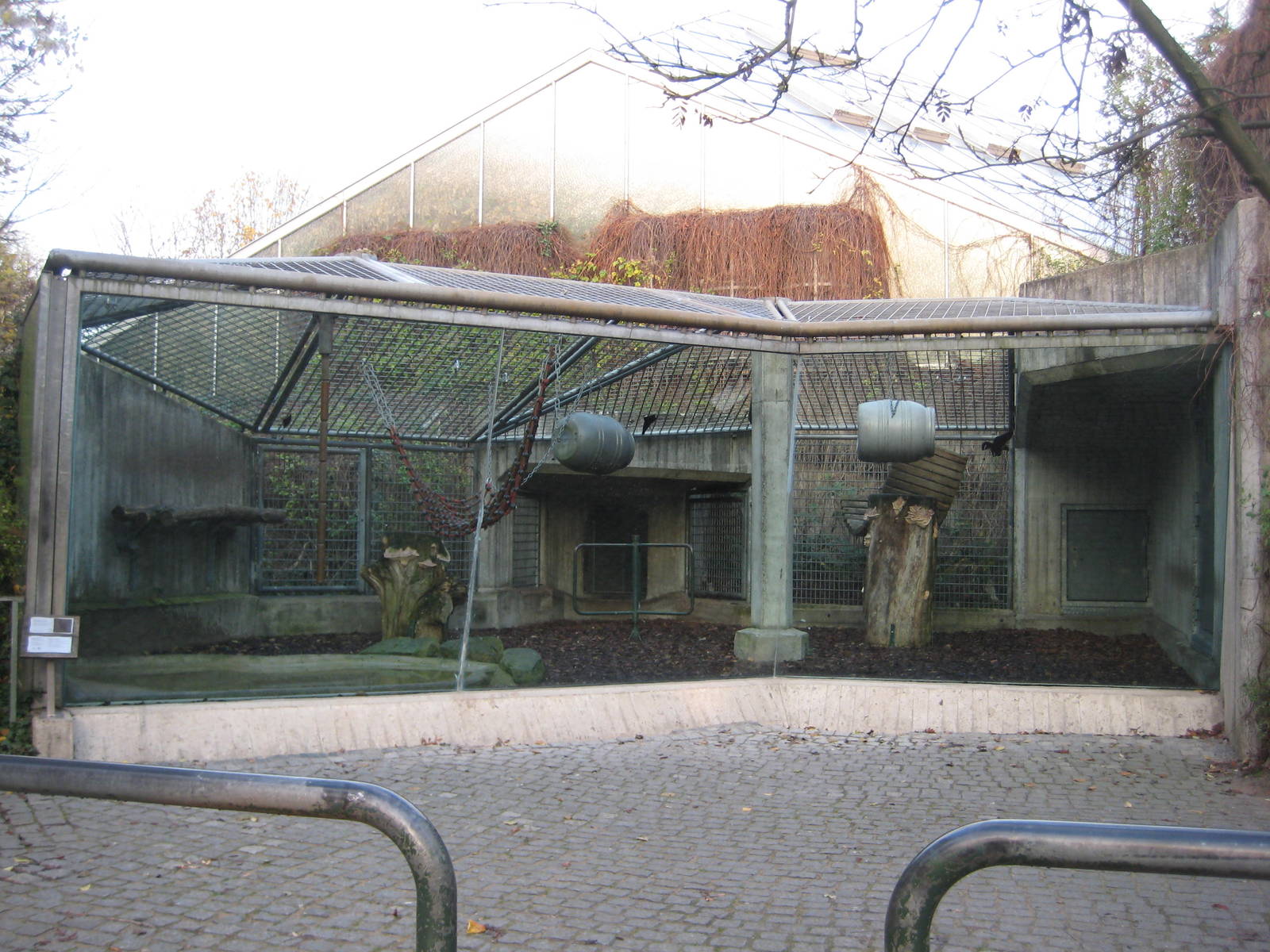 Orang Utan Outdoor Exhibit