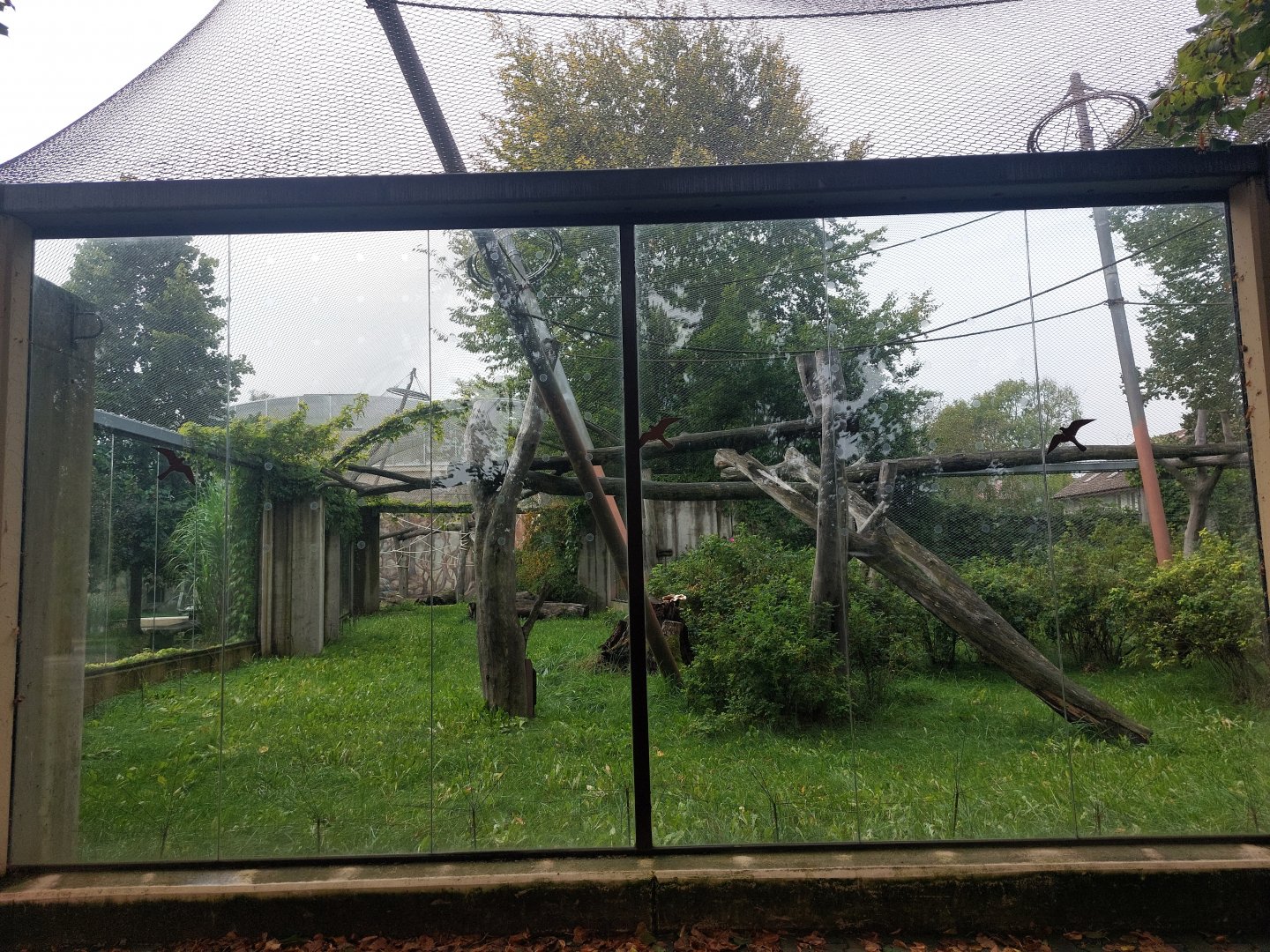 Orang utan outdoor exhibit