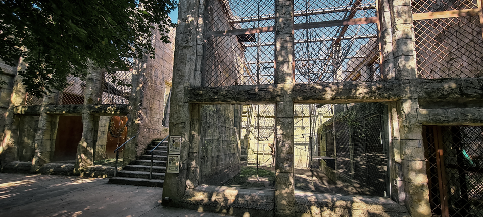 Orang-utan outdoor group one