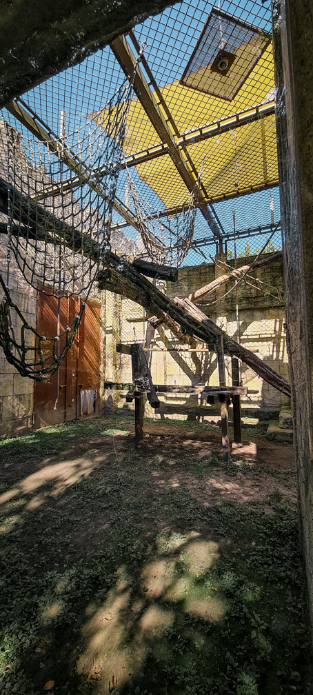 Orang-utan outdoor group one