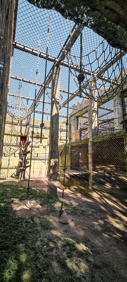 Orang-utan outdoor group one