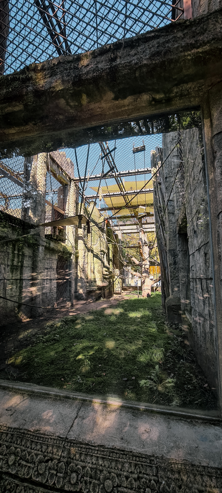 Orang-utan outdoor group two