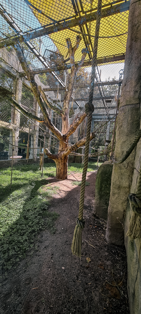 Orang-utan outdoor group two