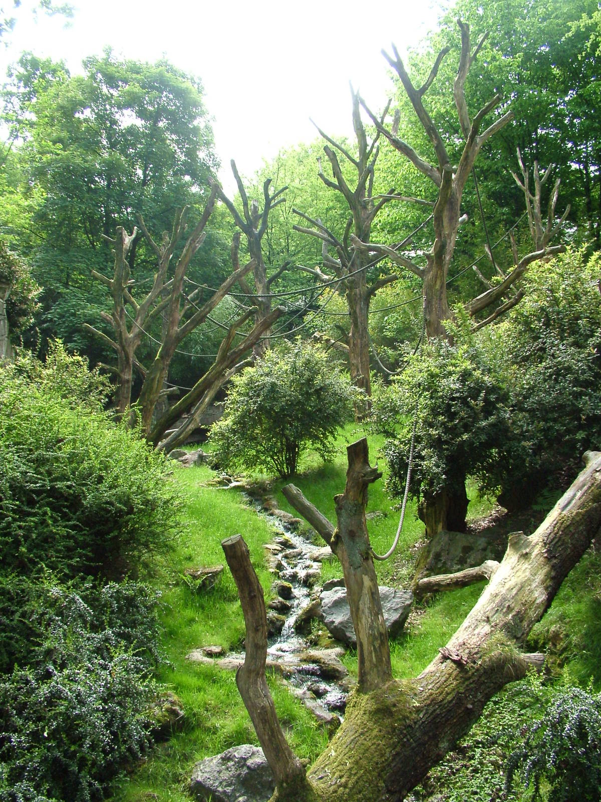 Orang-Utan outside area at Wuppertal 13/05/09