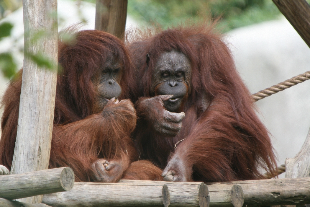 Orang Utan Pair