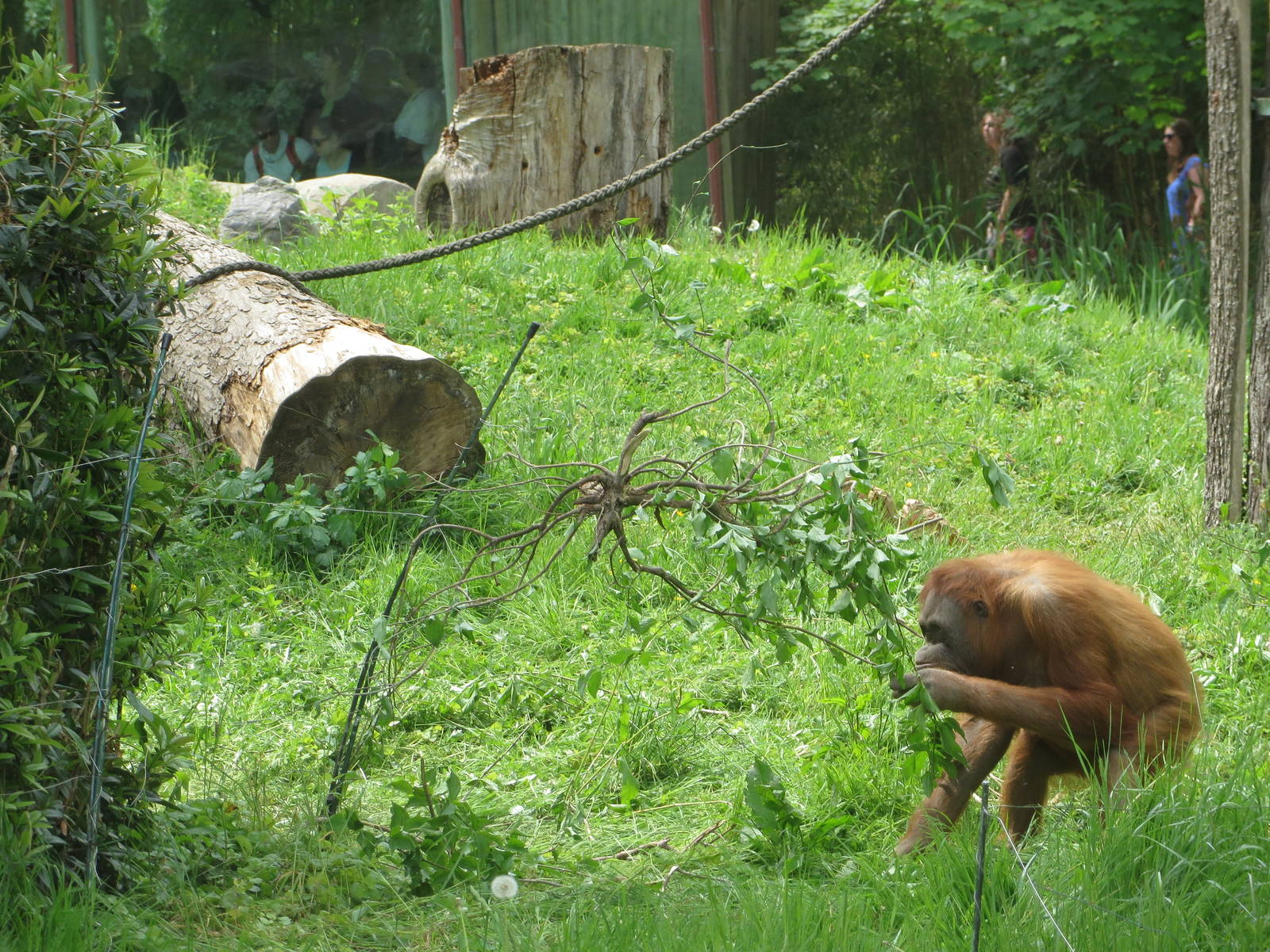 Orang utan tool use
