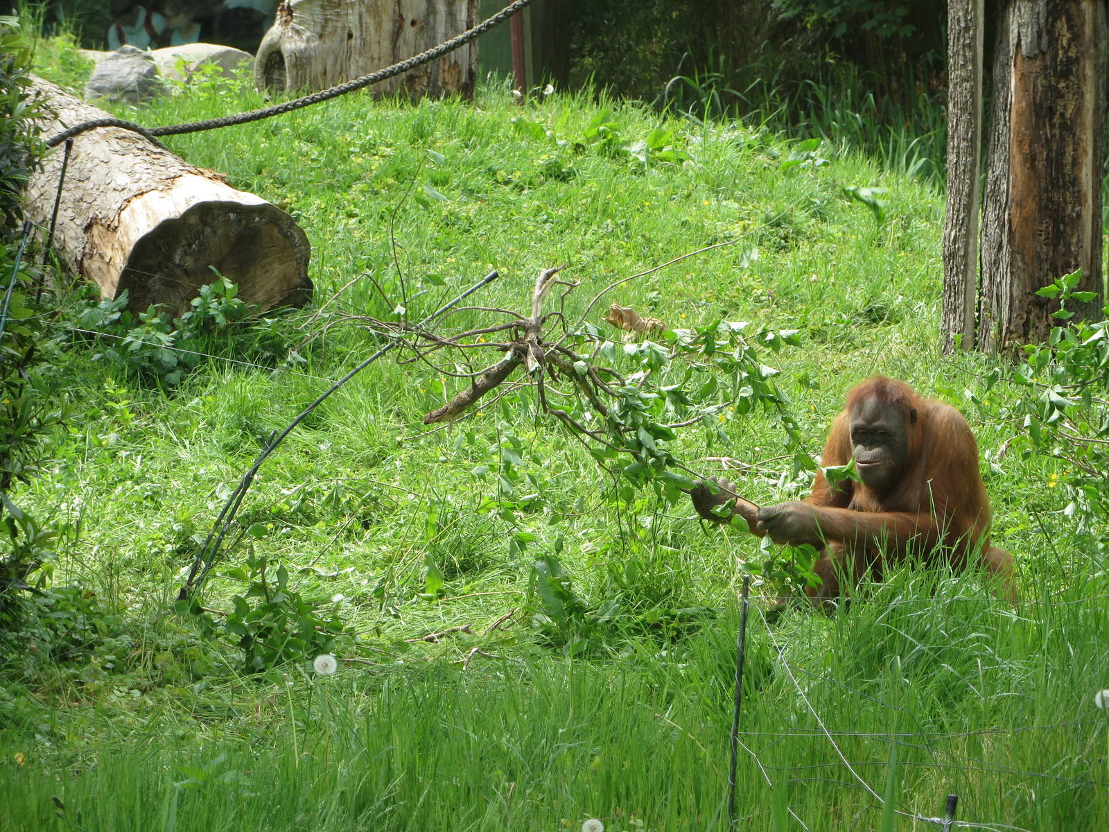 Orang utan tool use
