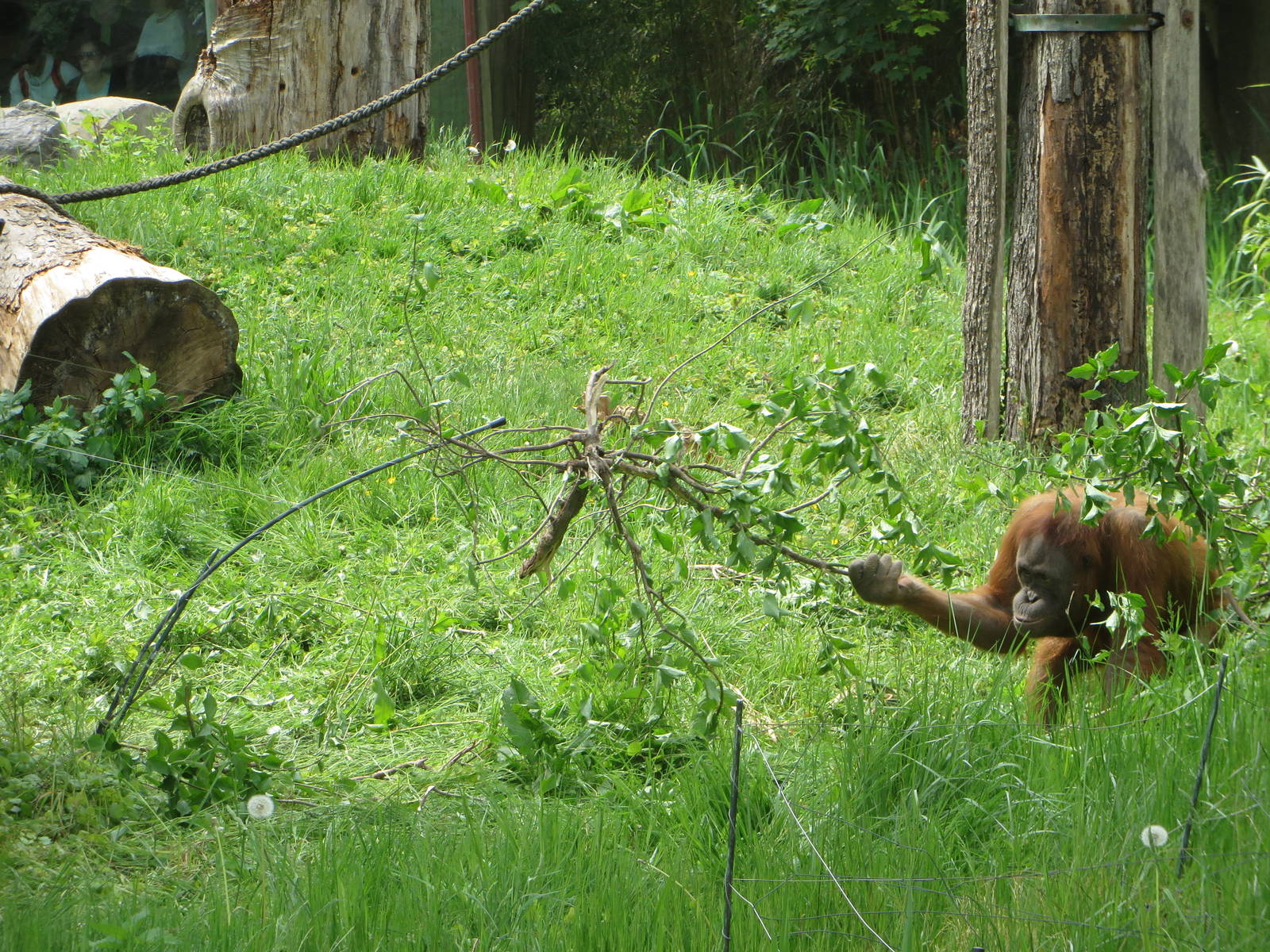 Orang utan tool use