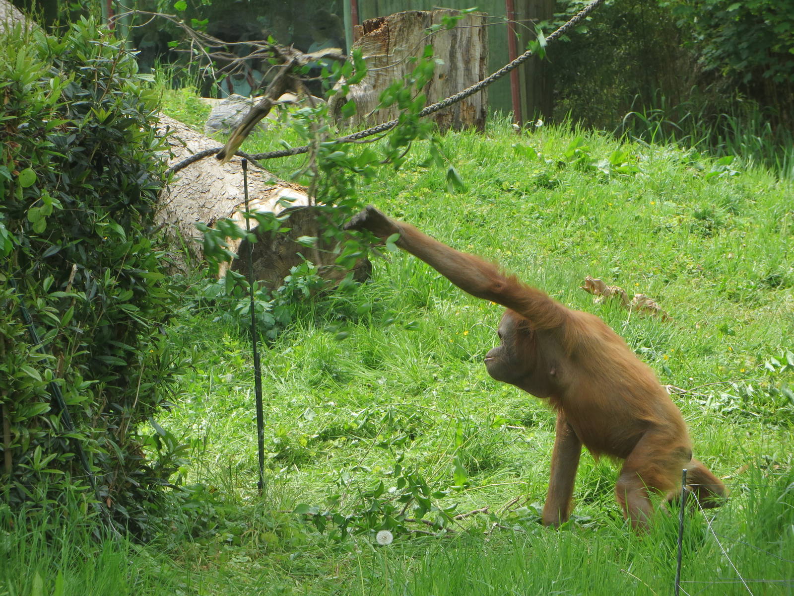 Orang utan tool use
