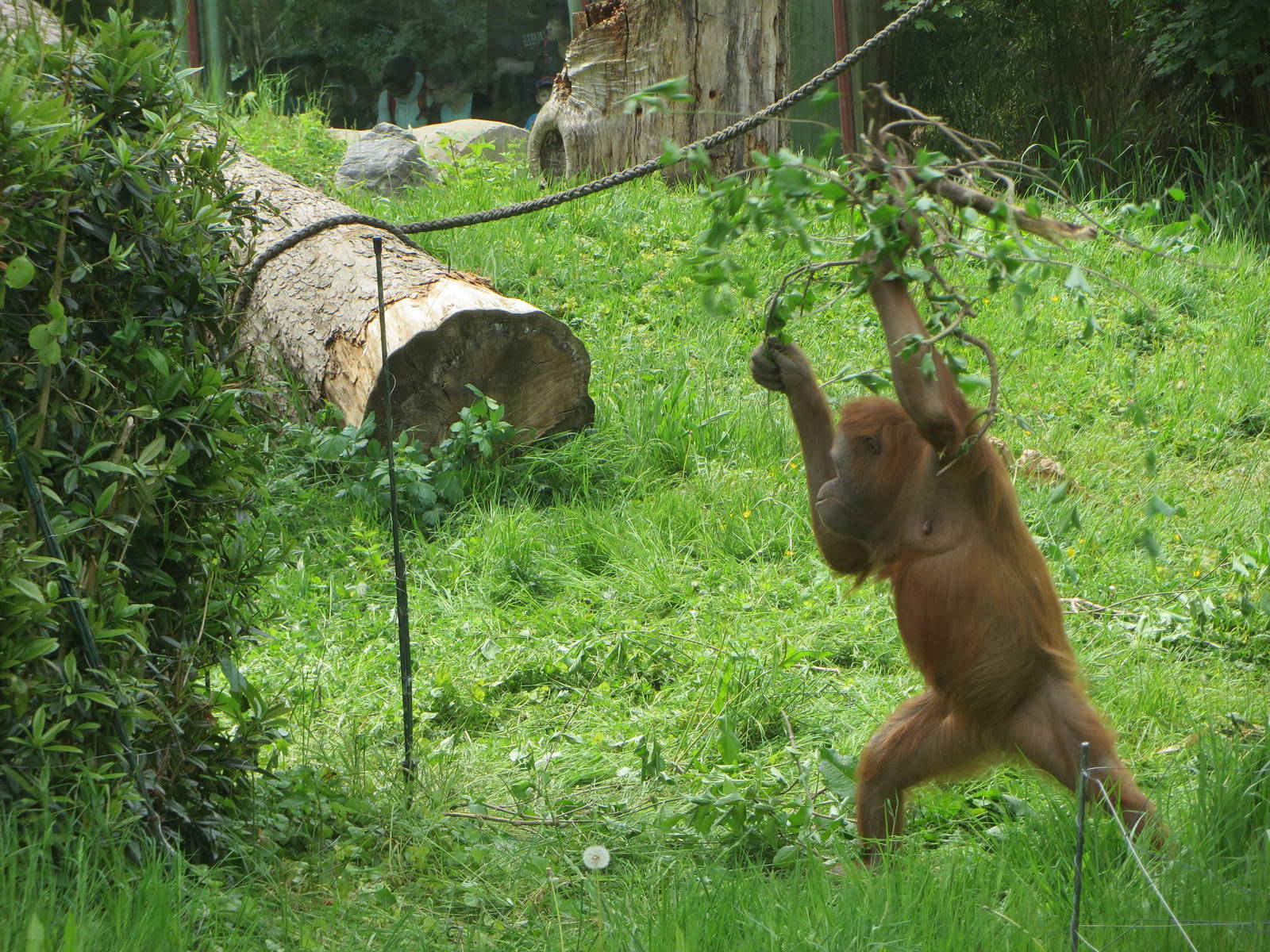Orang utan tool use