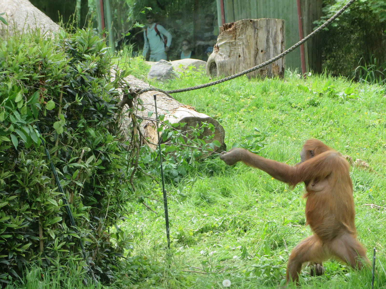 Orang utan tool use