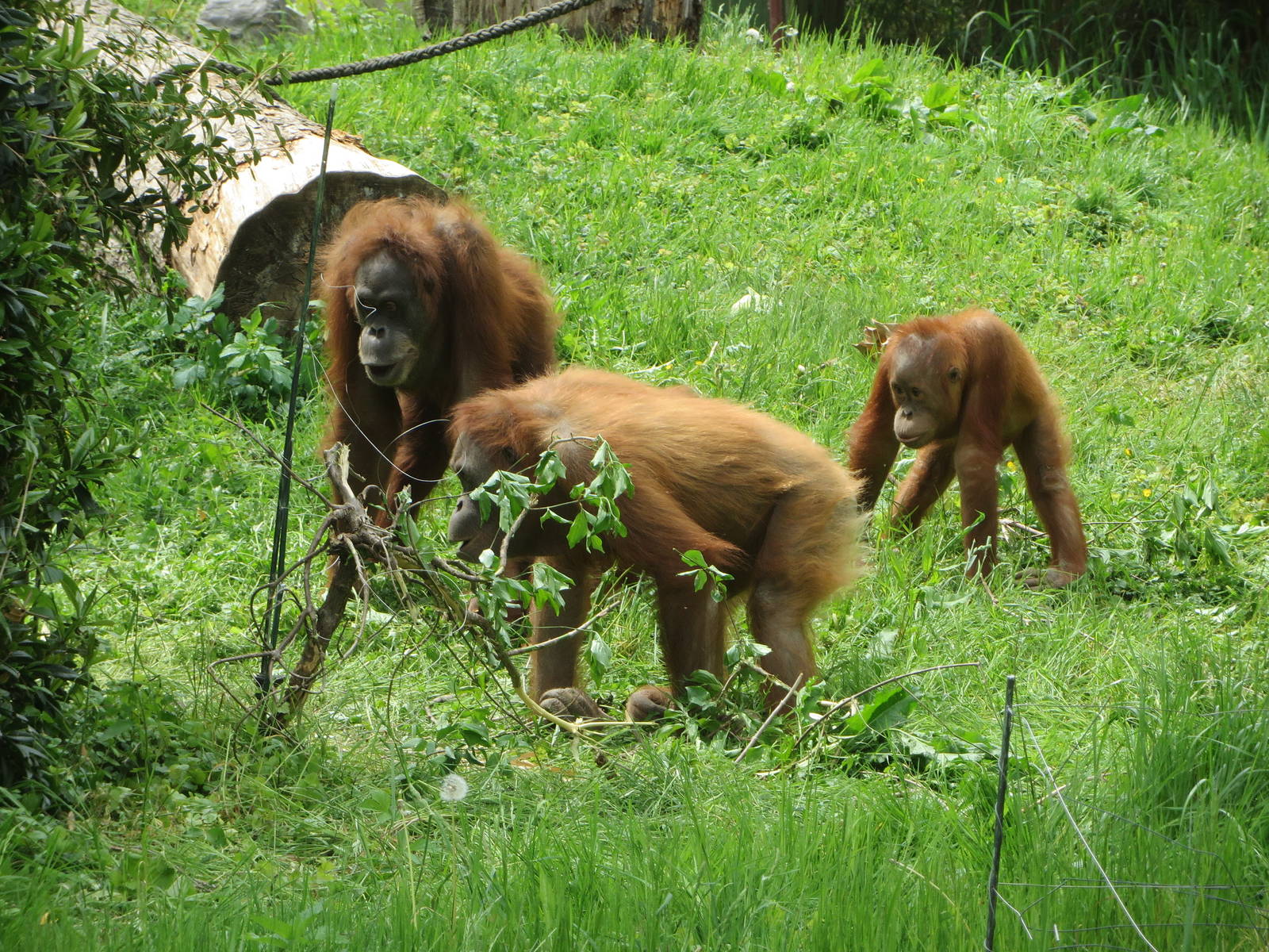 Orang utan tool use