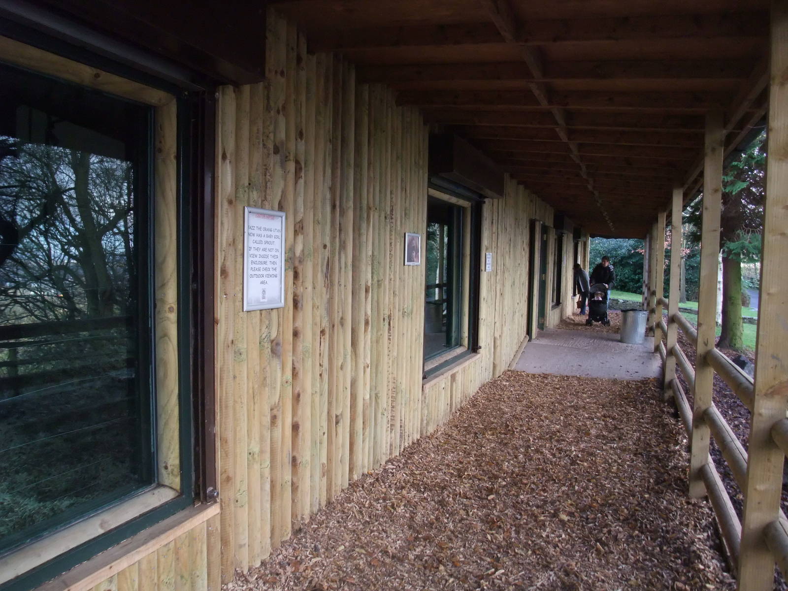 Orang-Utan Viewing at Dudley, 18/12/11