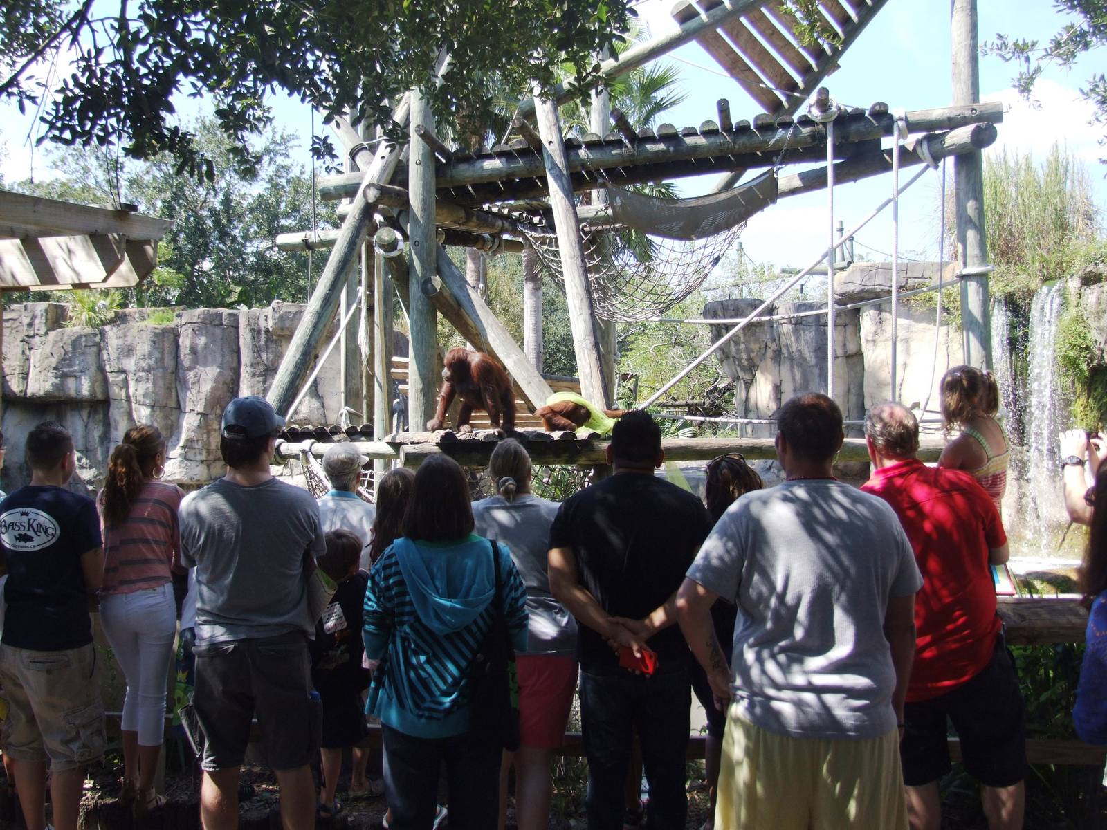 Orang-Utan Viewing at Lowry Park, 13/10/13