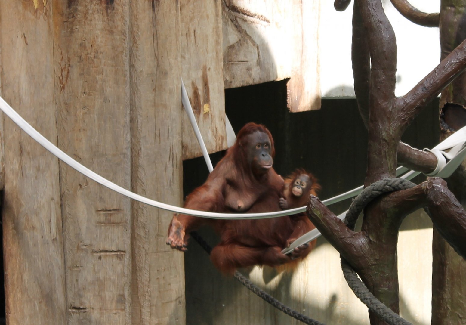 Orang utan with young in second enclosure