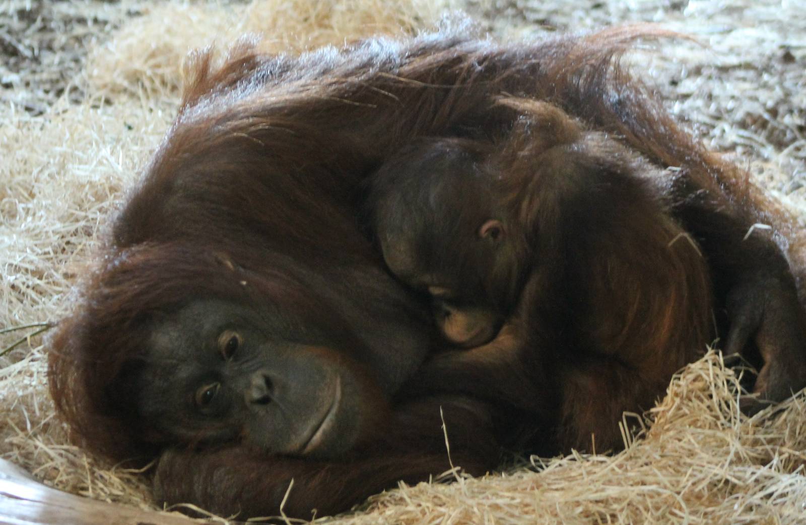Orang utan with young