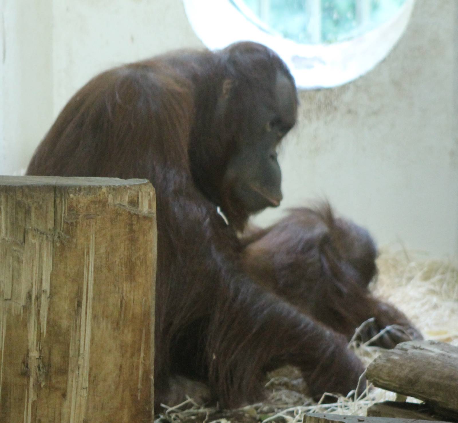 Orang utan with young