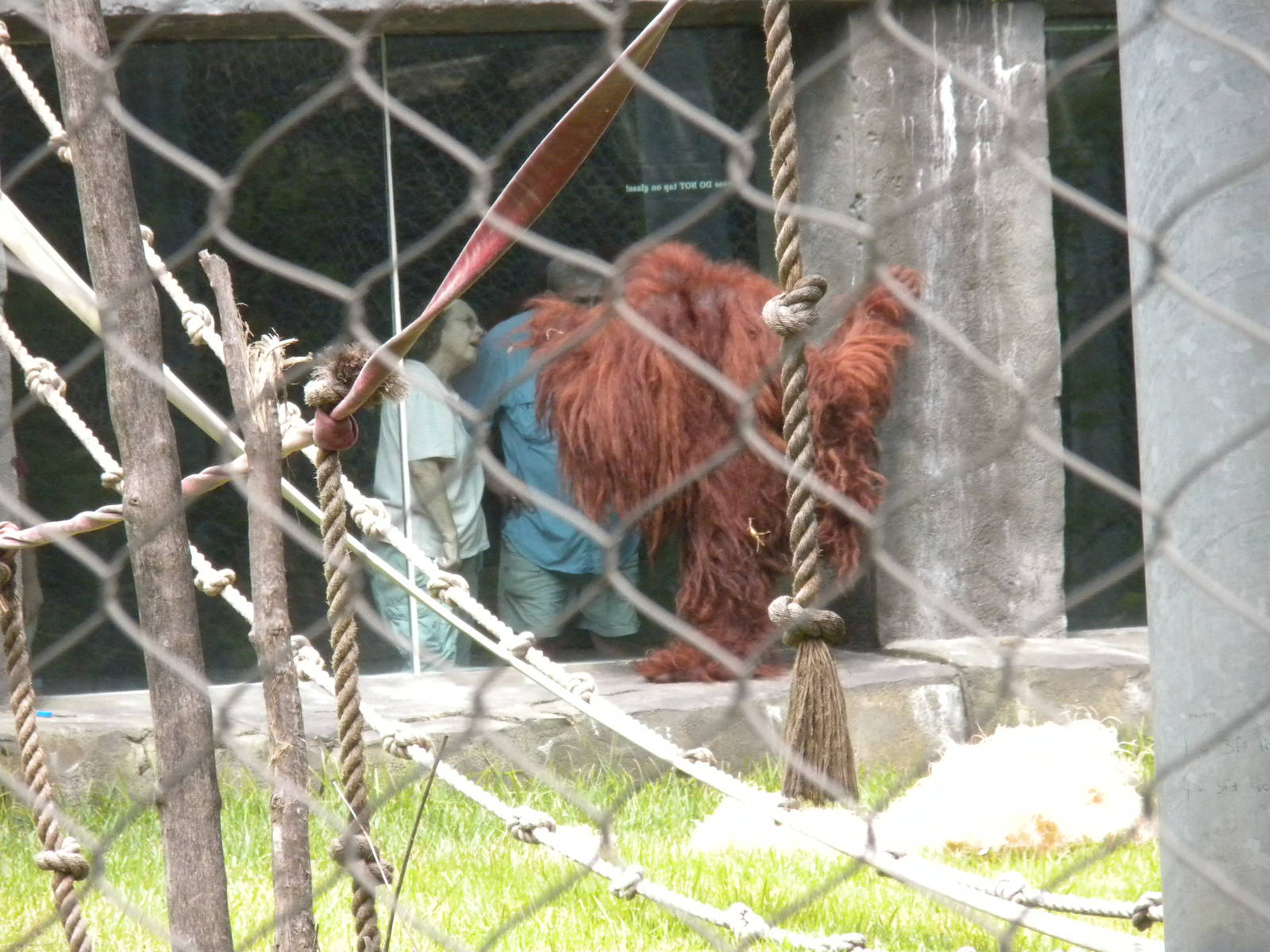 Orang-utan