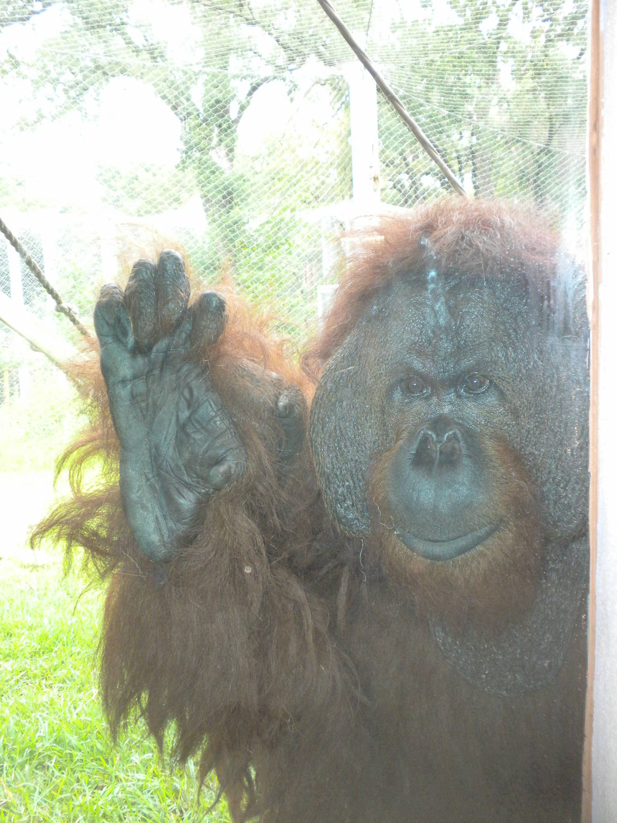 Orang-utan