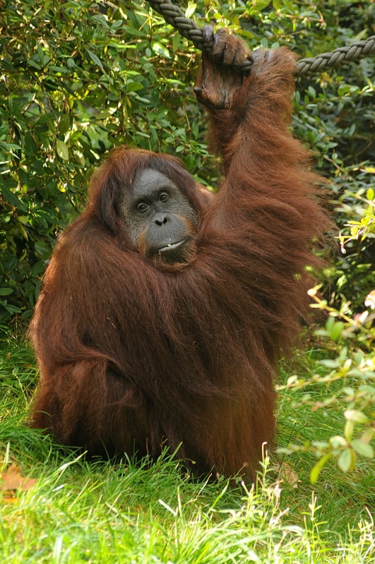 Orang-Utan