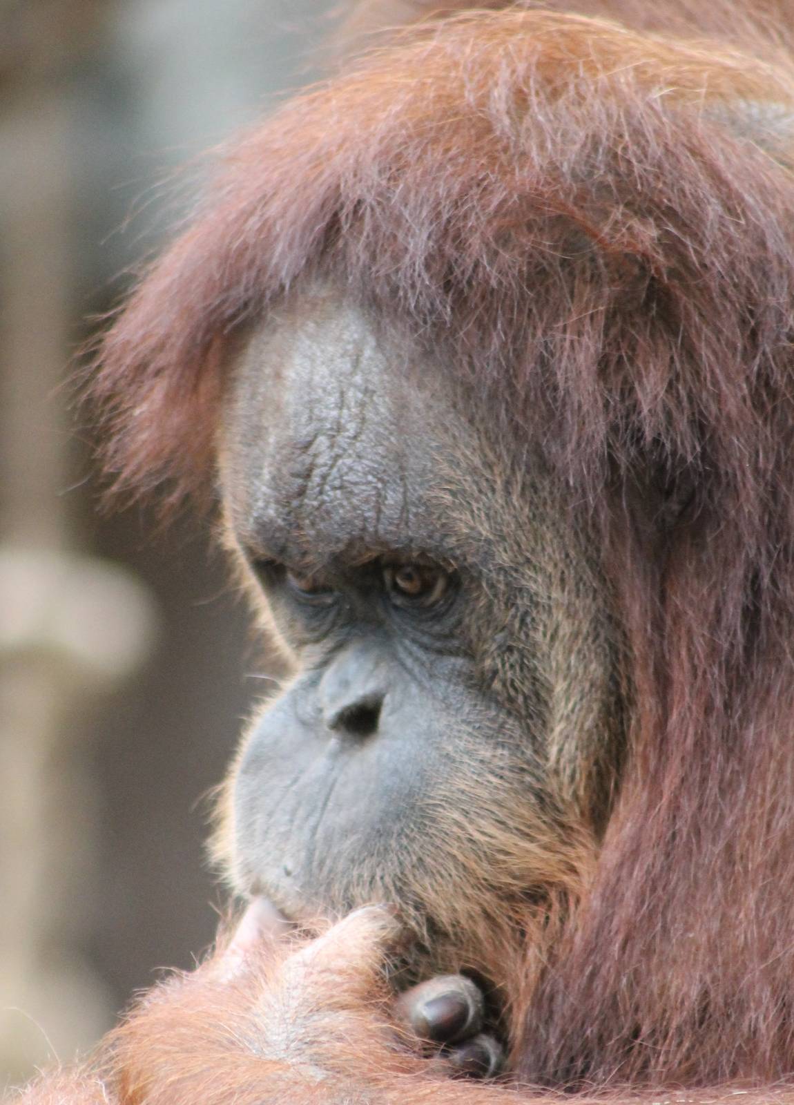 Orang utan