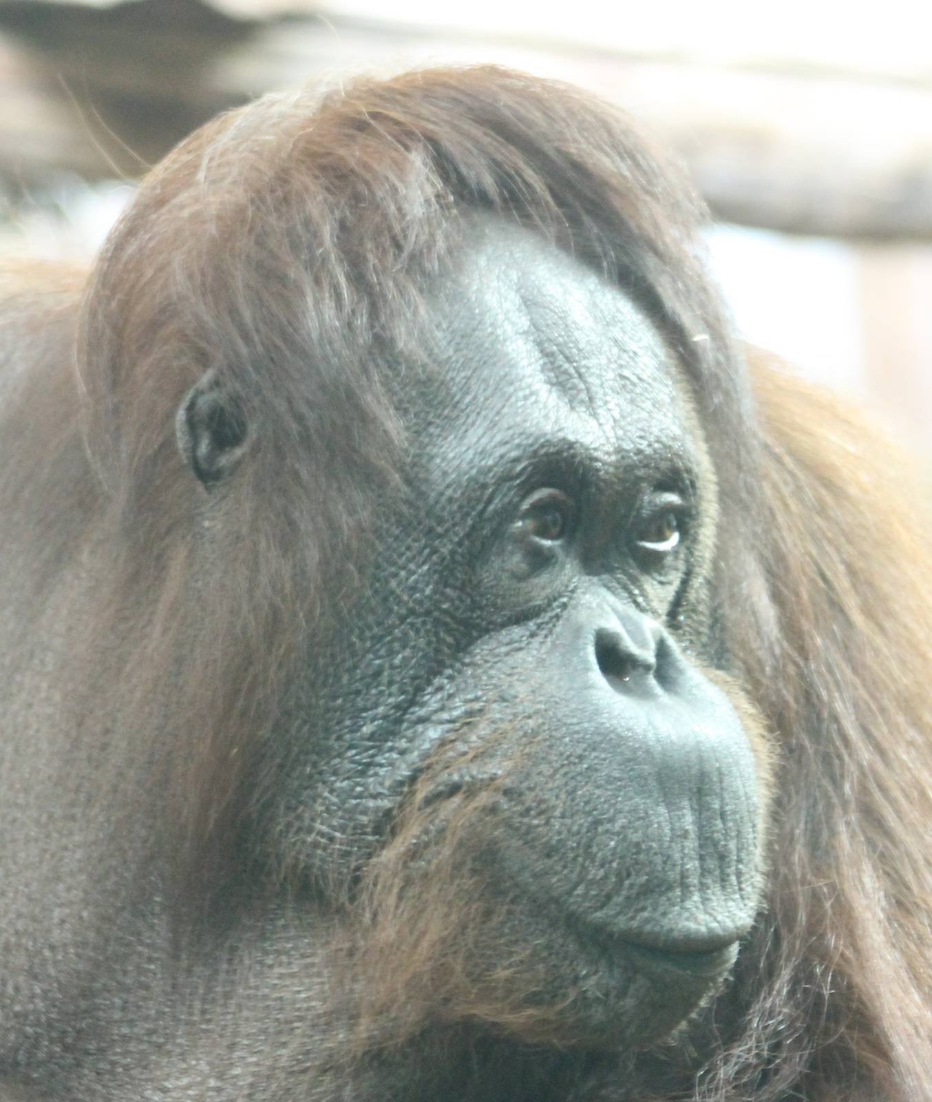Orang utan
