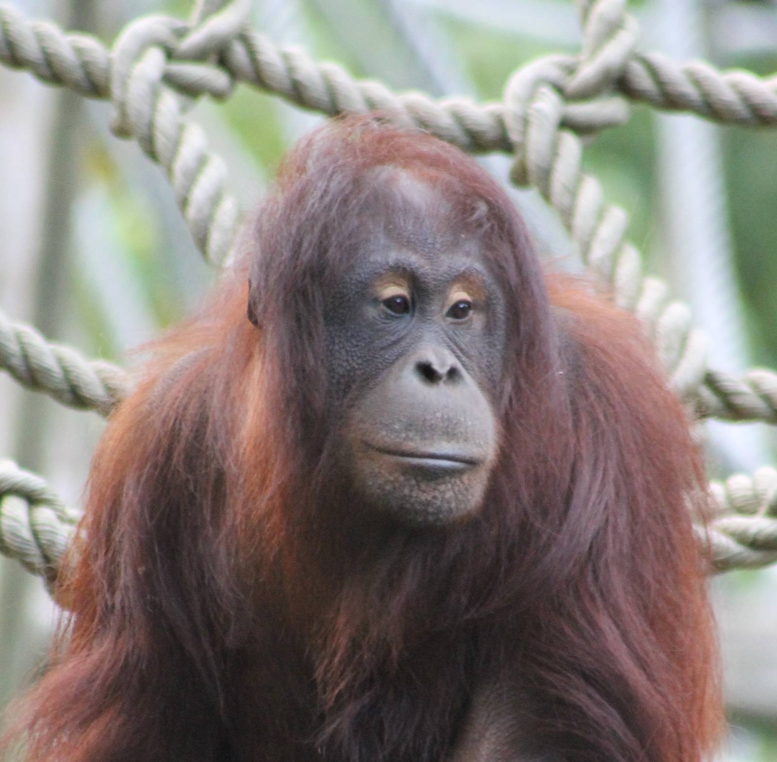 Orang utan
