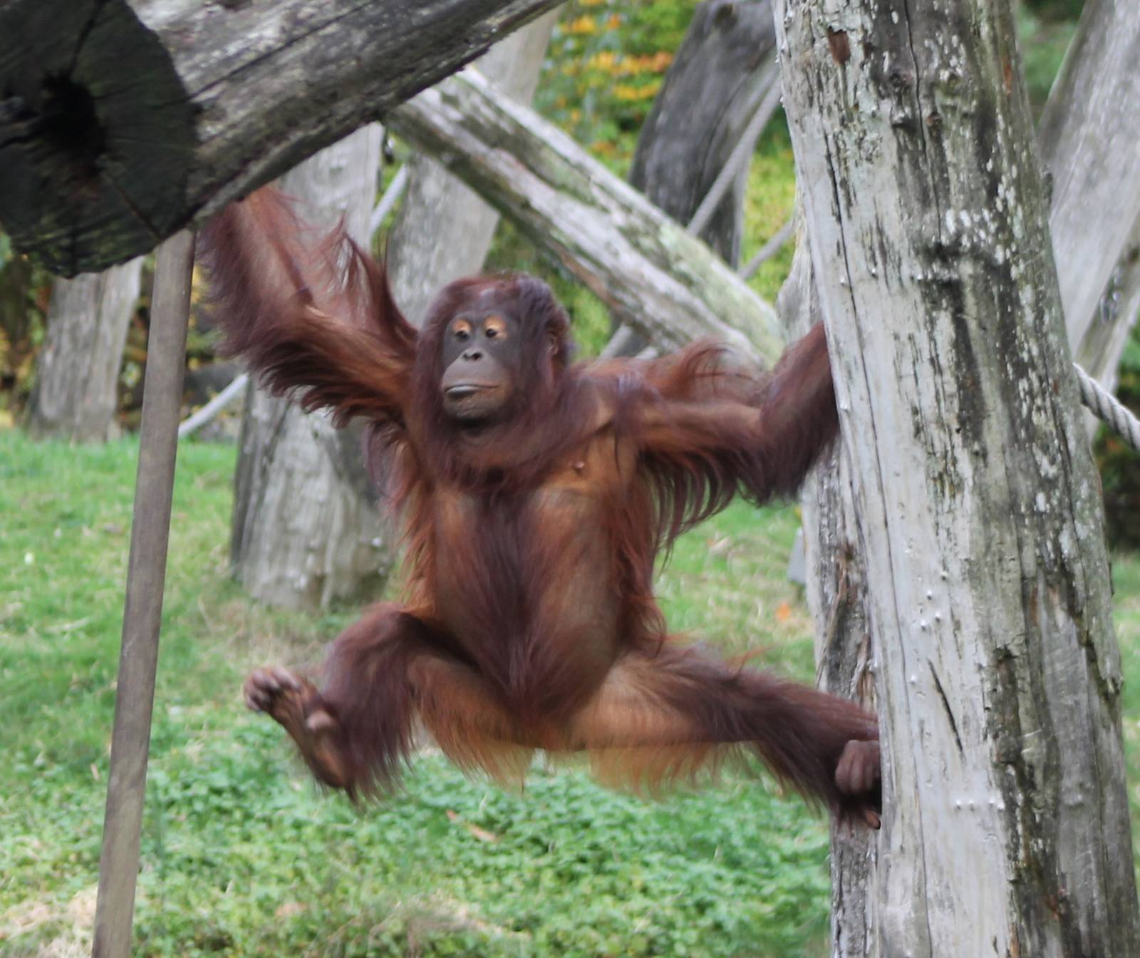 Orang utan