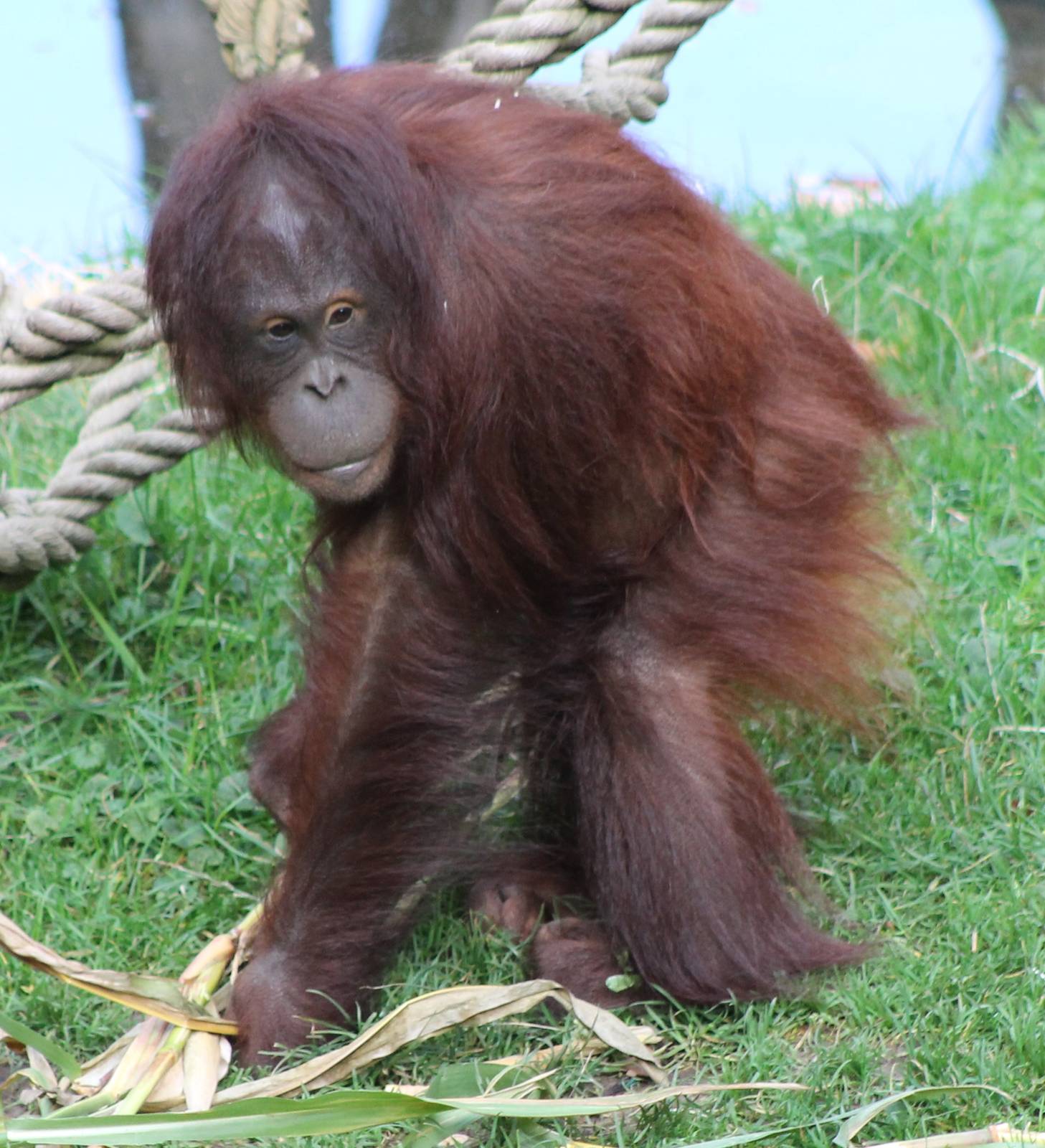 Orang utan