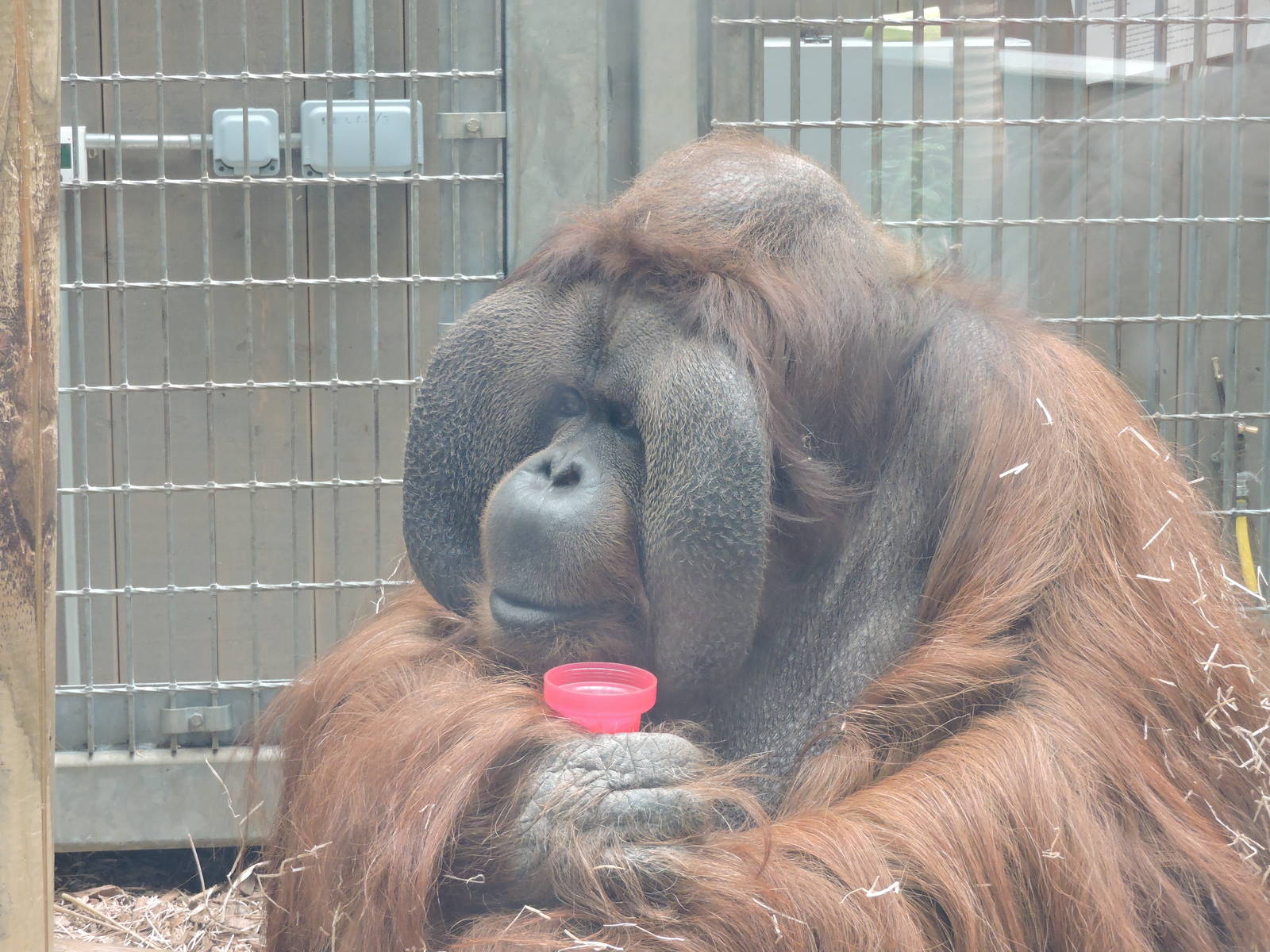 Orang-Utan