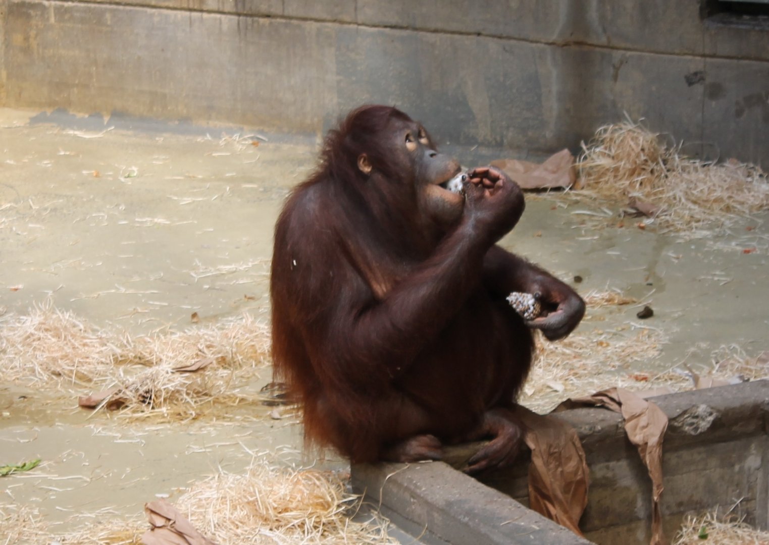 Orang utan