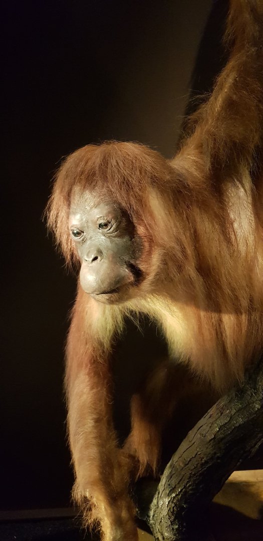 Orang utan